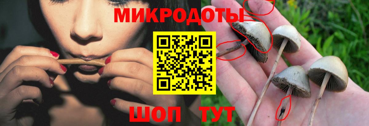 Псилоцибиновые грибы Psilocybe Ревда