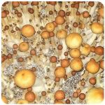 Псилоцибиновые (галлюциногенные)  грибы Psilocybin "Golden Teacher" в Ревде