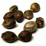 Семена марихуаны АК-47  (Seeds AK-47) в Ревде